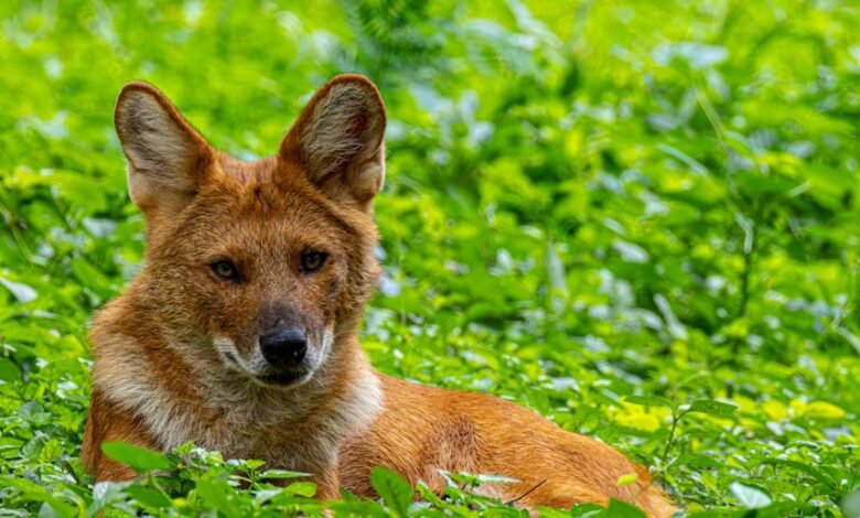 zenith contact number provided